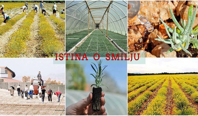 Intervju s agentom za marketing i prodaju ulja smilja